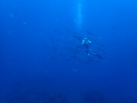 261-s-2.jpg