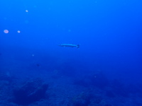 269-s-1.jpg