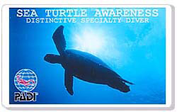 Sea Turtle Awareness